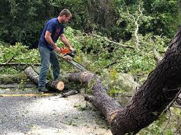 Best Hazardous Tree Removal  in Applewood, CO