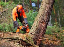 Best Palm Tree Trimming  in Applewood, CO